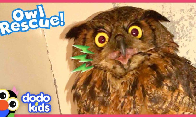 Can Rescuers Save This Owl From Being Tangled Up In Fishing Line? | Dodo Kids | Rescued!