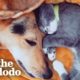 Cat Goes On Walks With His Dog In The Cutest Way | The Dodo Odd Couples