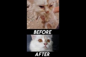 Cat Rescue Before And After