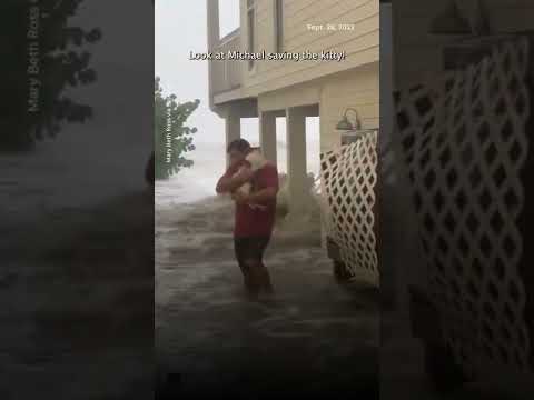 Cat gets rescued from Hurricane Ian floodwaters | USA TODAY #Shorts