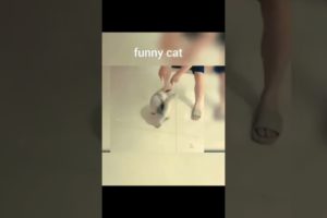 Cat meowing Funny Cat#funnycats #leika  #animals #cat #shorts