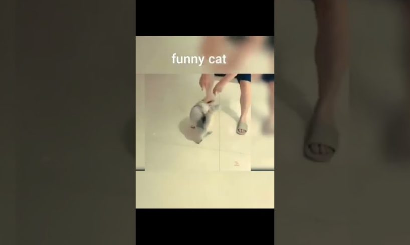 Cat meowing Funny Cat#funnycats #leika  #animals #cat #shorts