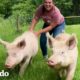 Cerdos rescatados obtienen el día de spa de sus sueños | El Dodo