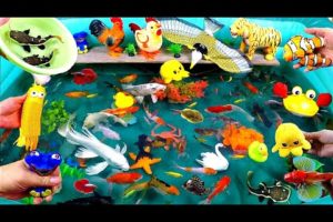 Collection of Cute Animals, Yellow Octopus, Duck, Rooster, Red Swordfish, Red Crab, Catfish,Goldfish