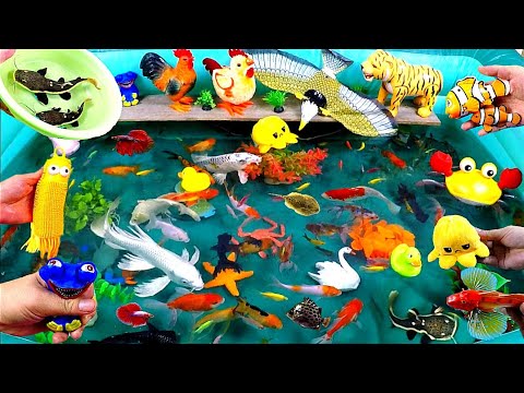 Collection of Cute Animals, Yellow Octopus, Duck, Rooster, Red Swordfish, Red Crab, Catfish,Goldfish