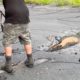 Compassionate Men Rescues Buck Stuck In Mud