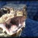 Cottonmouth vs Rattlesnake 01 - Animal Fight