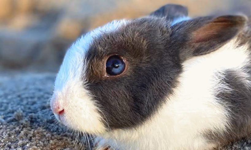 Couple buys dinner bunny for $15. And then did this to him.