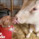 Cow Who Thinks He Is A Dog Is Reunited With His Favorite Puppy | The Dodo Odd Couples