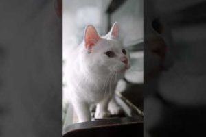 Cute Cat🐈 Playing With Piano 😍| Cute Cats| Animals Lover| #animals #cats #cuteanimals #short #reels