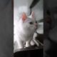 Cute Cat🐈 Playing With Piano 😍| Cute Cats| Animals Lover| #animals #cats #cuteanimals #short #reels