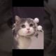Cute Cat`s Clothes | Smile Everytime | Funny Videos For You #shorts #youtube #subscribe #catlovers