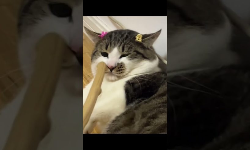 Cute Cats Have The Most Special Relationship With Their People #shorts #youtube #subscribe