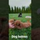 Cute Dog babies |Funny babies |funny dog |Cutest puppies #baby #dog #funnydog #shortvideo #shorts