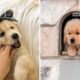 Cute Golden Dog Help You Relax After Tiring Day 🐶🥰| Cute Puppies
