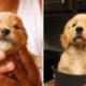 😘Cute Golden Puppies Videos that Will Make You Happier 🐶|Cutest Puppies