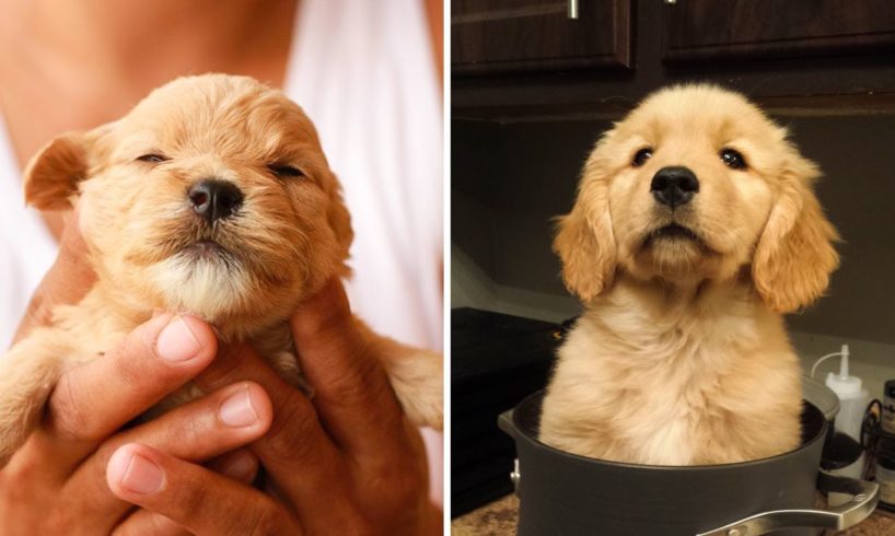 😘Cute Golden Puppies Videos that Will Make You Happier 🐶|Cutest Puppies