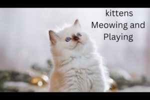 Cute Kittens | Funny And Cute Kittens  Playing with balls  | Animals Castle