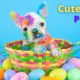 Cute Puppies Compilation - The Cutest Animals EVER!