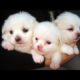 Cute Puppies Do Funny Things🐶 Puppies Are Adorable😋| Cute Puppies