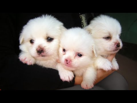 Cute Puppies Do Funny Things🐶 Puppies Are Adorable😋| Cute Puppies