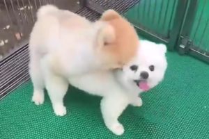 Cute Puppies Mating - So Amazing