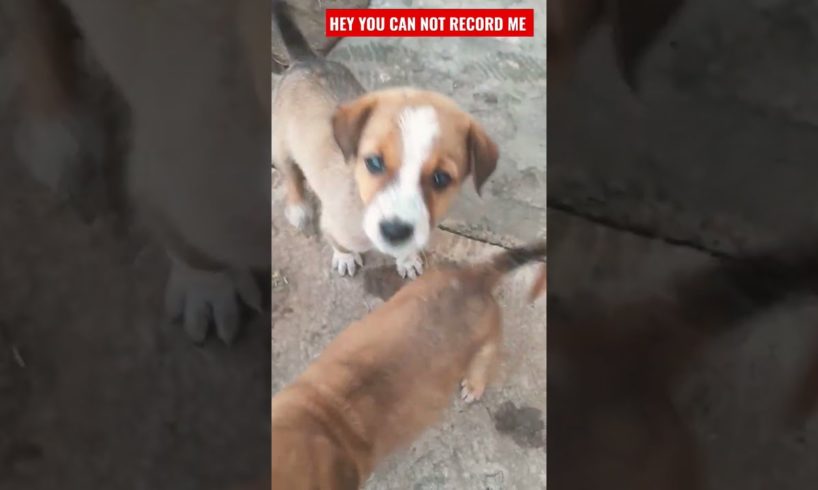 Cute Puppies Playing  -  Funny Dog Videos