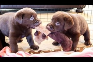 Cute Puppies Playing Tug-Of-War!!