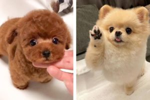 Cute Puppies You Wanna Watch Doing Funny Things🐶🐶  | Cute Puppies