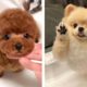 Cute Puppies You Wanna Watch Doing Funny Things🐶🐶  | Cute Puppies