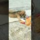 Cute Puppy Playing #dog #dogs #shorts #short #animals #shortvideo #youtubeshorts