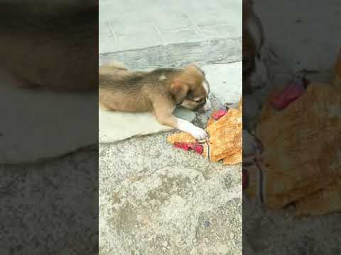 Cute Puppy Playing #dog #dogs #shorts #short #animals #shortvideo #youtubeshorts