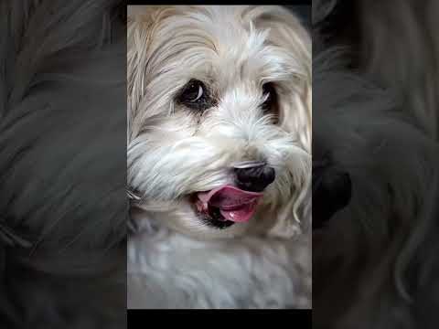 Cute baby animals Videos Compilation, Cutest Puppies#shorts #shortvideo
