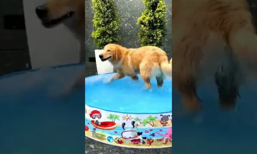 Cute dogs video | cute puppies video | funny dogs #shorts #cutedogs