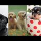 Cute puppies-- #3 -- funny and cute animals video