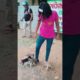 Cute puppies #lagepremanajara #puppy #shorts #youtubeshorts #viral #vloggerdaisy