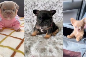 Cute puppies tiktok kaku part _03#kaku#kakutv#funniest#fallin animals#cutest #cats and puppies