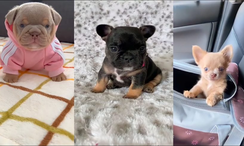 Cute puppies tiktok kaku part _03#kaku#kakutv#funniest#fallin animals#cutest #cats and puppies