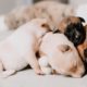 Cutest Puppies #1  l  Best Video Compilation 2022