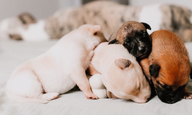Cutest Puppies #1 l Best Video Compilation 2022