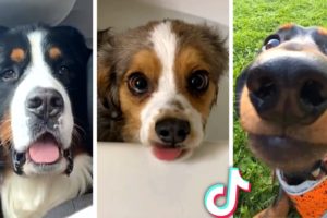 Cutest Puppies Compilation! (Doggos that will make you laugh)