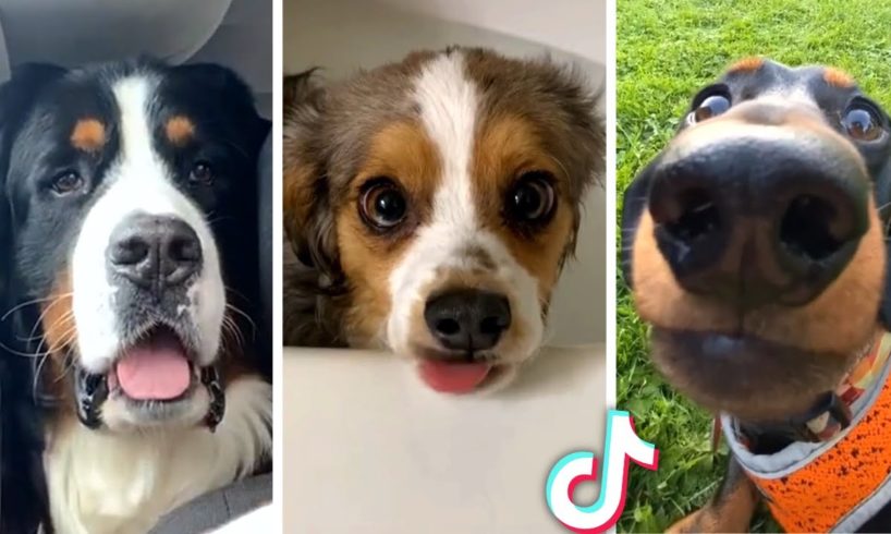 Cutest Puppies Compilation! (Doggos that will make you laugh)