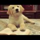 Cutest Puppies- Cute and Funny Dog Videos - Baby Dogs Compilation #9 | Animal Earth