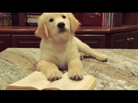 Cutest Puppies- Cute and Funny Dog Videos - Baby Dogs Compilation #9 | Animal Earth