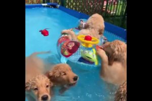 Cutest Puppies TIKTOK Compilation ~ Funny puppies