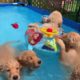 Cutest Puppies TIKTOK Compilation ~ Funny puppies