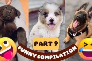 Cutest Puppies and Goofiest Dogs - funny dogs compilation