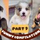 Cutest Puppies and Goofiest Dogs - funny dogs compilation