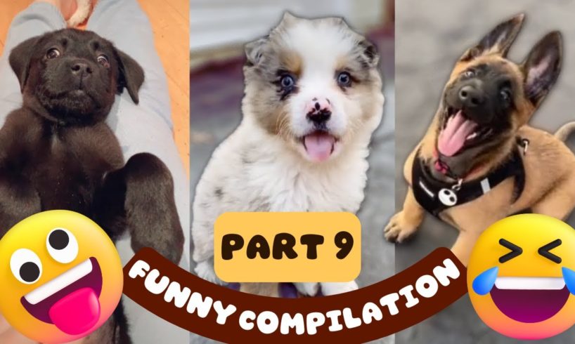 Cutest Puppies and Goofiest Dogs - funny dogs compilation