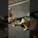 Cutest Puppies 🐶🐕❤😍 #vlog #video #dog #cute #tiktok #viral #reels #shorts #trending #trend #new #fb